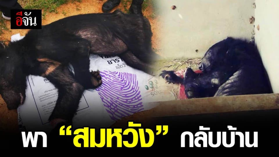 ดีใจ หมีควาย “สมหวัง” อาการดีขึ้น พร้อมกลับป่าทับลาน