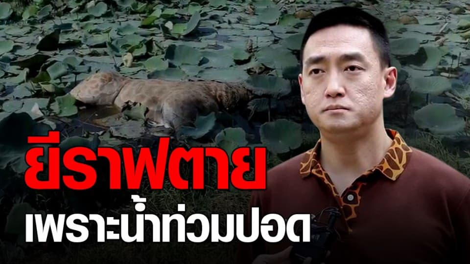 สัตวแพทย์ ชี้ยีราฟตายเพราะน้ำท่วมปอด
