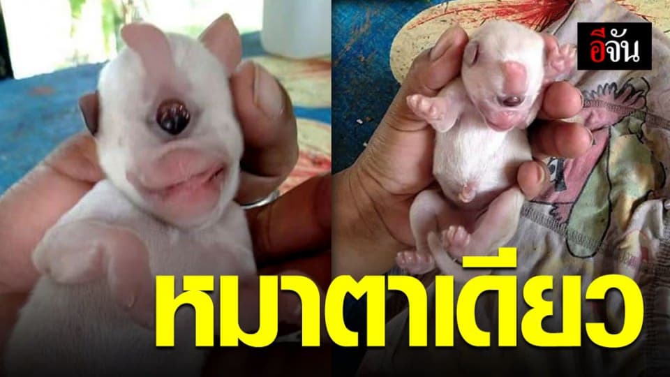 ตะลึง! ลูกหมาแรกคลอด มีตาเดียวปากเหมือนลิง