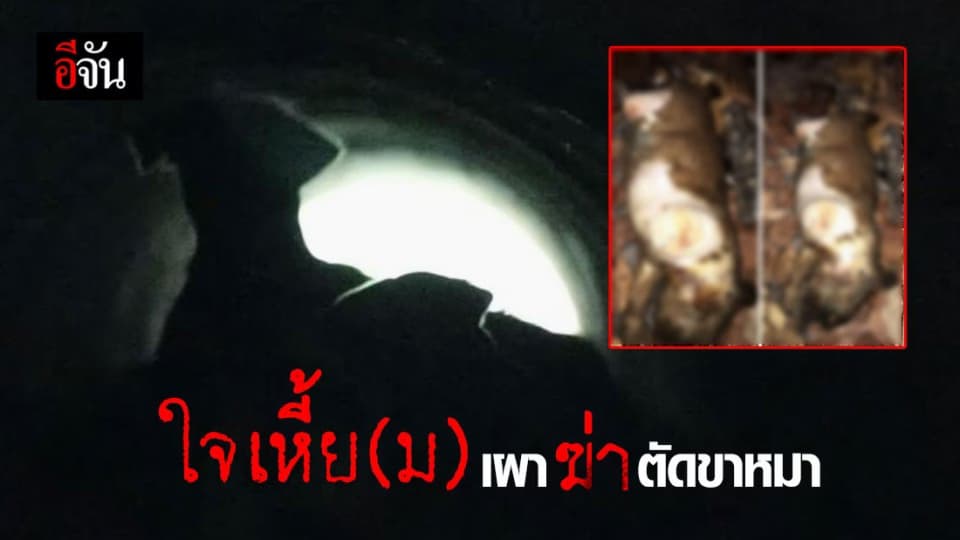 สุดสะเทือนใจ หมาถูกเผาโดนตัดขาจนตาย ทิ้งไว้ปากท่อระบายน้ำ