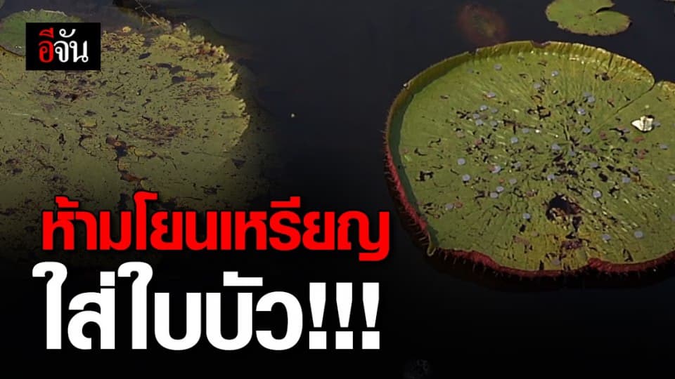 อุทยานหนองหาร วอน นักท่องเที่ยว “ห้ามโยนเหรียญใส่ใบบัว”