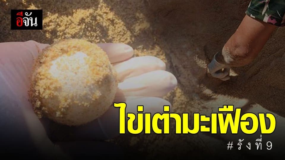 แม่เต่ามะเฟืองวางไข่หาดภูเก็ต รังที่ 9