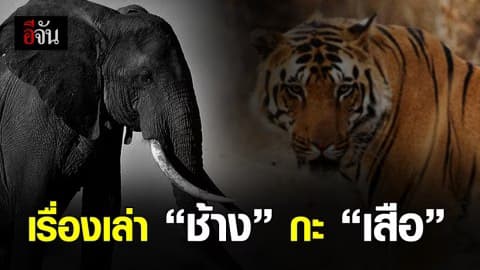 เรื่องเล่า “ช้าง” กะ “เสือ”