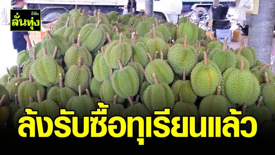 ล้งเปิดรับซื้อทุเรียนวันนี้วันแรก!