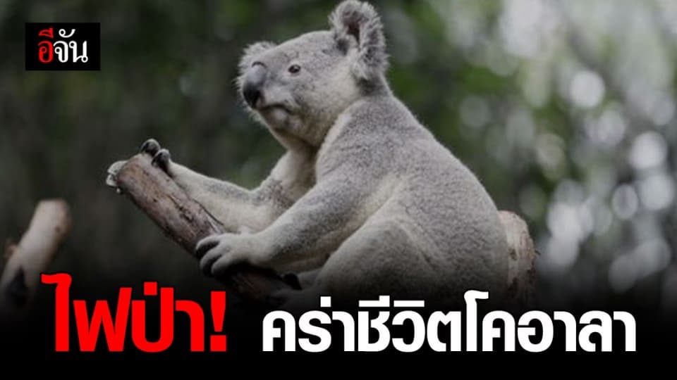 ไฟป่าเผาเกาะจิงโจ้ คร่าโคอาลา ลดลงร้อยละ 90%