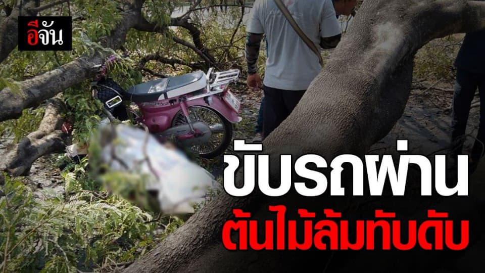 สาวเคราะห์ร้ายขับรถผ่านต้นไม้ล้มทับดับคาที่