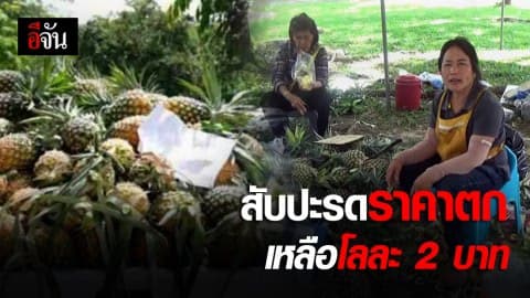 ดิ้นเฮือกสุดท้ายของชาวสวน ตระเวนขายสับปะรด กิโลละ 2 บาท