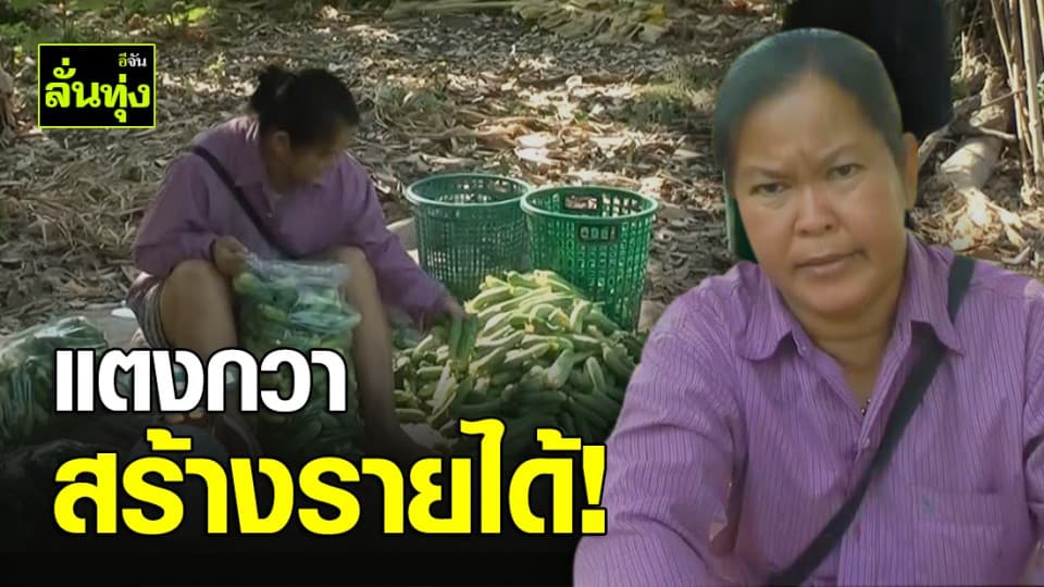 เกษตรกรพิจิตร “ปลูกเเตงกวา” สู้ภัยแล้ง รายได้งามวันละ 3 – 4 พันบาท