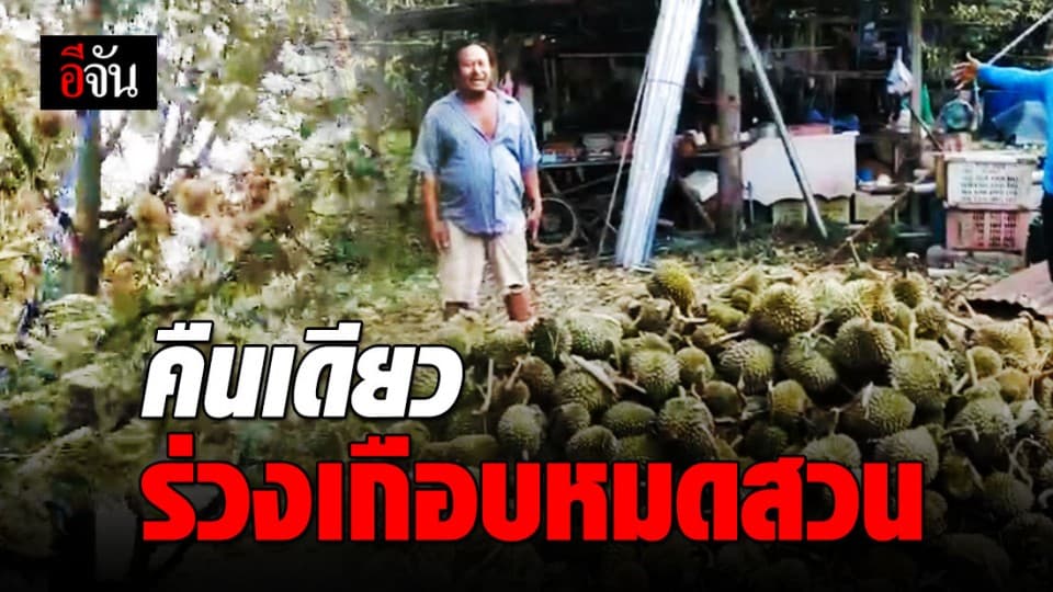 ลมพัดทุเรียนร่วงเกือบหมดสวน เสียหายหลักล้าน