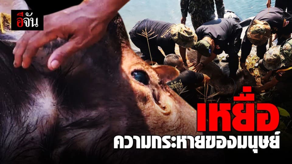 สุดยื้อ…กวางป่าพลาดถูกบ่วงดักสัตว์ พยายามดิ้นเอาชีวิตรอด