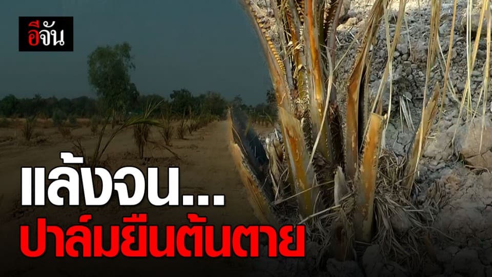 พิจิตรแล้งหนัก ต้นปาล์มน้ำมัน ยืนต้นตาย