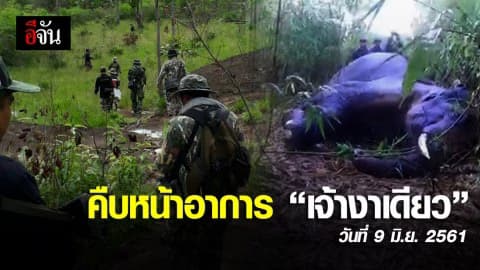 คืบหน้าอาการเจ้าช้างงาเดียว (9 มิ.ย. 61)