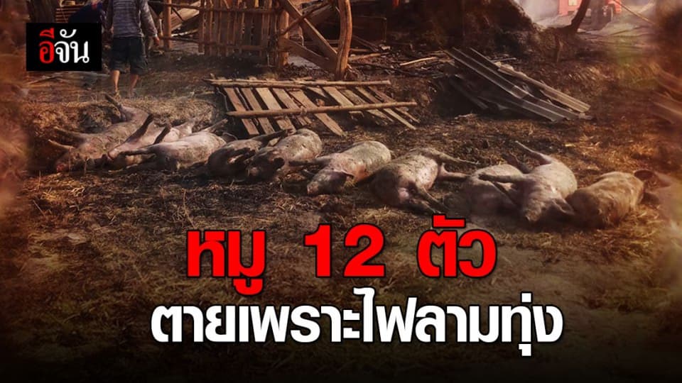 ไฟไหม้ทุ่งนา ลามเผาหมูตาย 12 ตัว