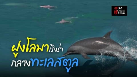 ฝูงโลมา เริงร่า กลางทะเลสตูล