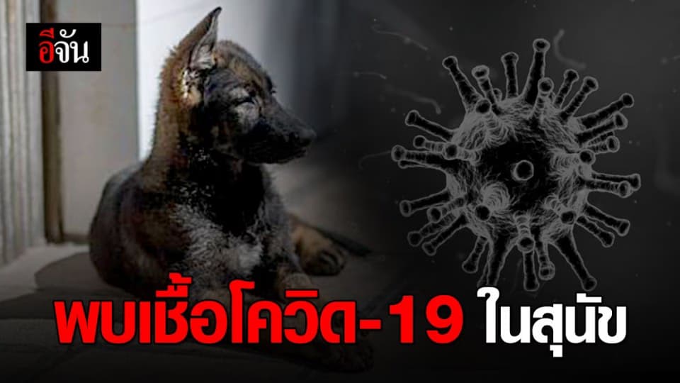 ฮ่องกงตรวจพบเชื้อโควิด-19 ระดับต่ำในสุนัข หลังเจ้าของป่วยโคโรนา