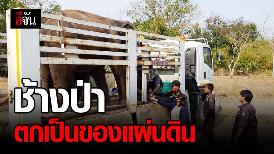 หน่วยพญาเสือชนะคดี ยึด 2 ช้างป่าจากสวนสัตว์หัวหินปี 59