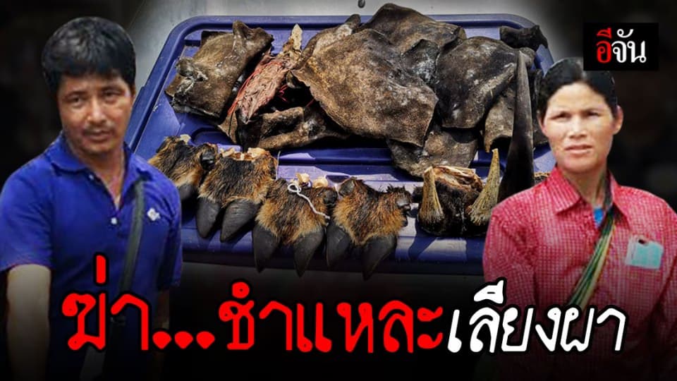 ฆ่า ชำแหละชิ้นส่วนเลียงผา ส่งออกนอกประเทศ