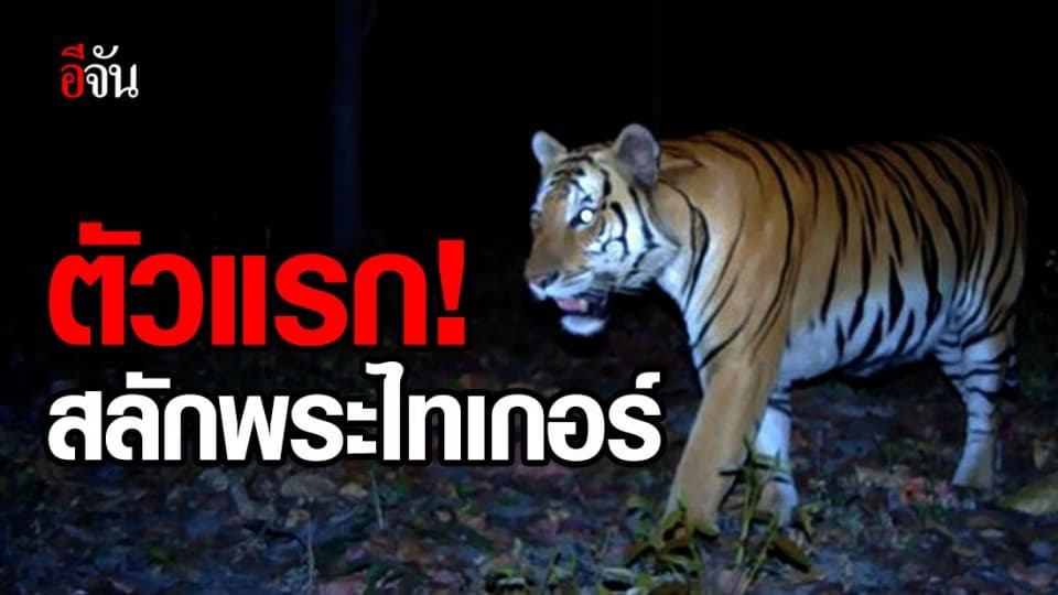 พบเสือโคร่งตัวแรก ในผืนป่า ขสป.สลักพระ