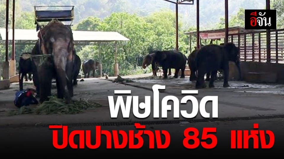 ปางช้างในเชียงใหม่ 85 แห่ง ปิดตัวลง เพราะโดนพิษโควิด-19 เล่นงาน