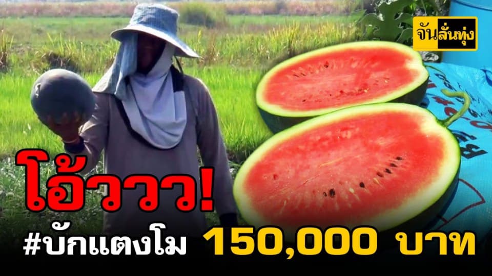 ชาวพะเยาปลูกแตงโมอินทรีย์ รายได้กว่า 150,000 บาท