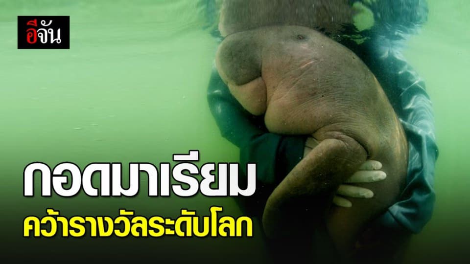 ภาพกอดมาเรียม ลูกพะยูนกำพร้า คว้ารางวัลภาพถ่ายยอดเยี่ยมระดับโลก