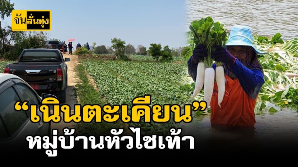 ใหญ่ยาวขาวอวบ