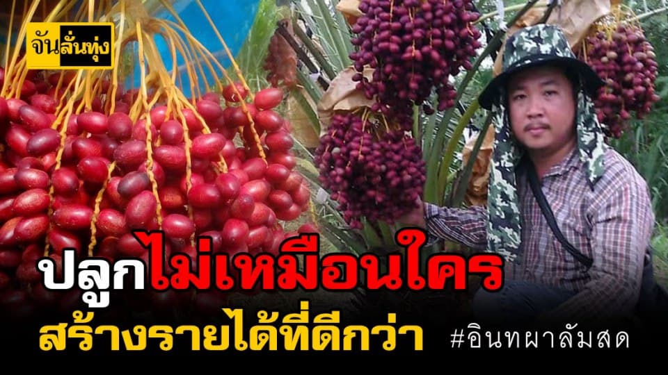 จากลูกจ้างสู่เกษตรกร ปลูกอินทผาลัมสด สร้างรายได้กว่า 500,000 บาทต่อปี