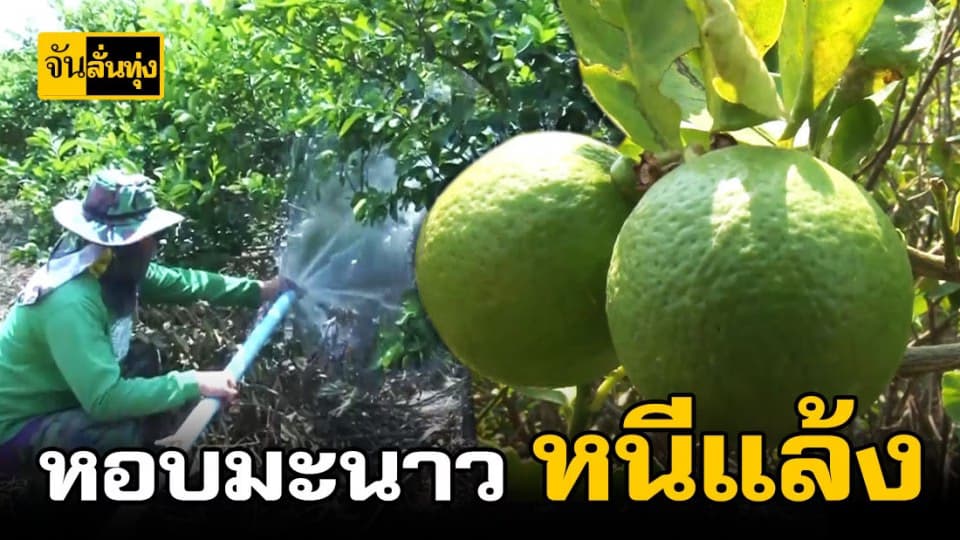 เร่งขายมะนาวหนีภัยแล้ง