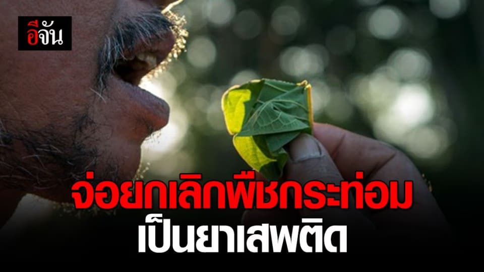 มติ ครม. “จ่อยกเลิก” พืชกระท่อม เป็นยาเสพติด