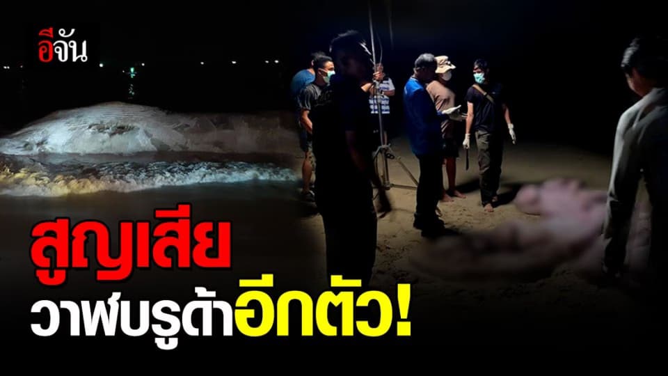 พบซากวาฬบรูด้า ลอยนอกฝั่งพังงา