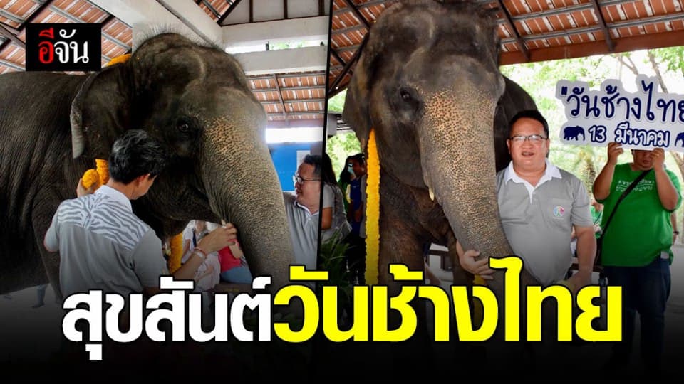 สวนสัตว์เปิดเขาเขียว  ฉลองวันช้างไทย