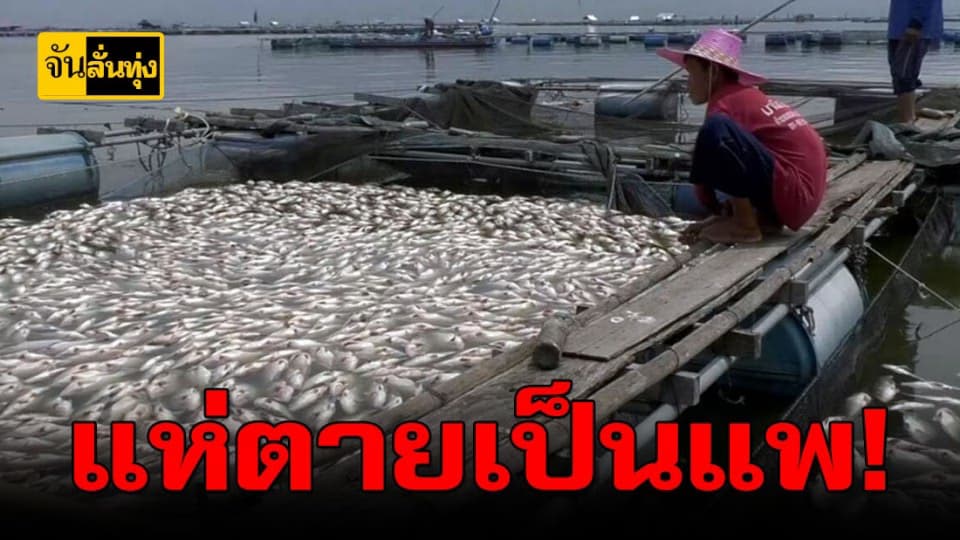 ขอนแก่น – ปลานิลน็อกน้ำตายยกแพ
