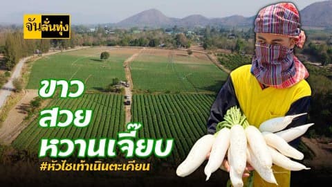 ขาว สวย หวานเจี๊ยบ! #หัวไชเท้าบ้านเนินตะเคียน