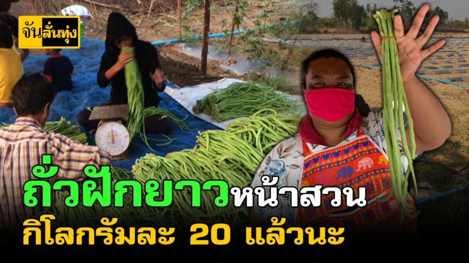 หน้าแล้ง…ถั่วฝักยาวราคาพุ่ง