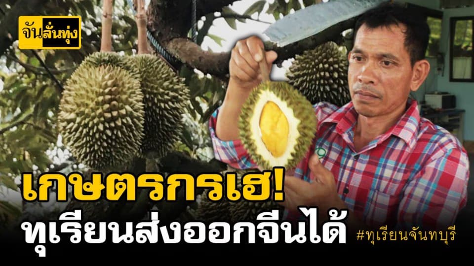 ชาวสวนทุเรียนหมดกังวลปัญหาเรื่องการส่งออกทุเรียน