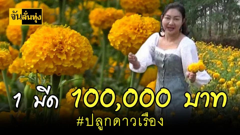 ทุนต่ำ กำไรดี ปลูกดาวเรืองพลิกชีวิต