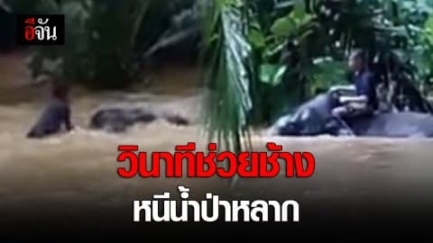 วินาทีช่วยชีวิตช้างหนีน้ำป่าหลาก (มีคลิป)