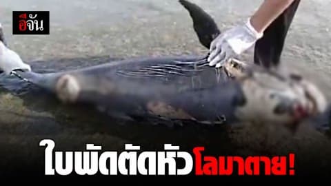 พบโลมาเกยตื้นตาย คาดใบพัดตัดหัว