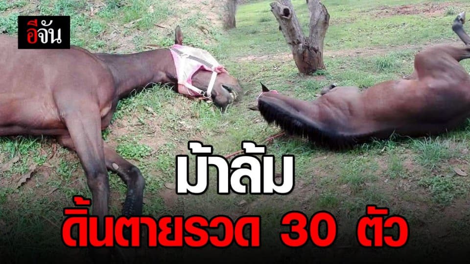 ที่ปากช่อง ม้าล้มดิ้นตายรวด 30 ตัว