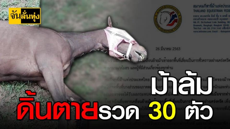 ที่ปากช่อง ม้าล้มดิ้นตายรวด 30 ตัว