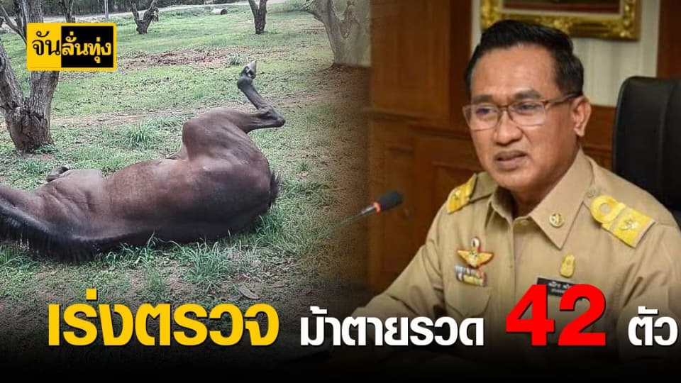 ปศุสัตว์เร่งตรวจเลือดหาเหตุม้าตาย 42 ตัว