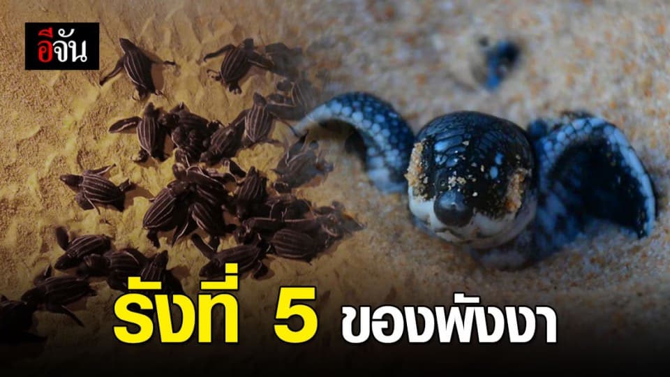 ฟักแล้ว! ลูกเต่ามะเฟืองรังที่5 ของจังหวัดพังงา 74 ตัว เรียงรายท่องทะเล