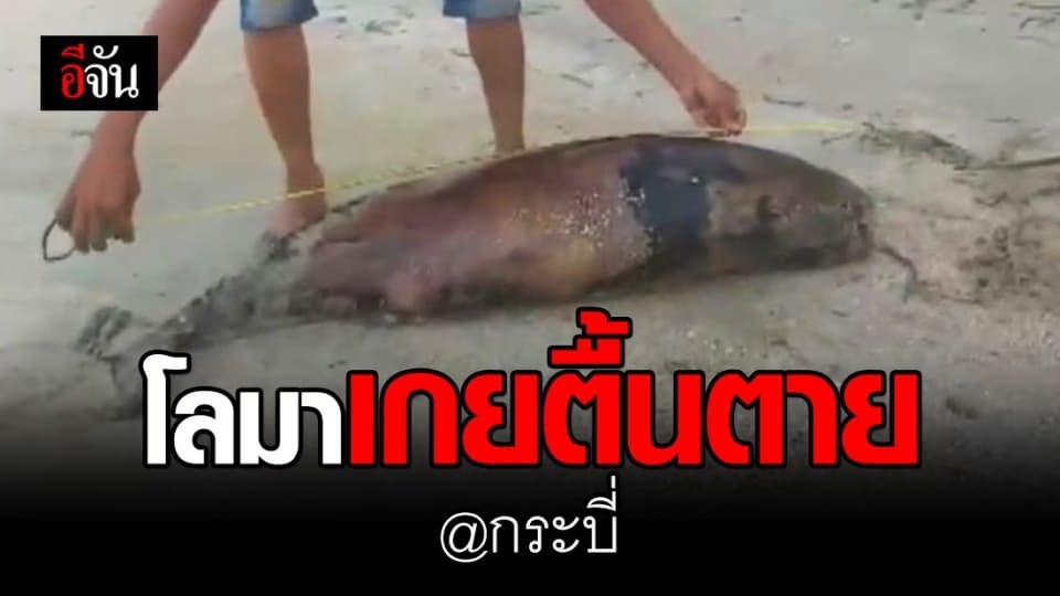 พบซากโลมาหัวบาตรหลังเรียบ เกยตื้นตายชายหาดบ้านหลังเกาะ จ.กระบี่