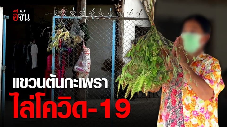 ชาวบ้าน จ.ขอนแก่น แขวนต้นกะเพราไล่โควิด-19