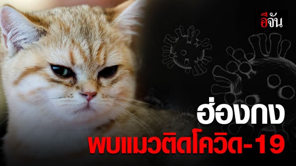 ฮ่องกง พบ แมวของผู้ป่วยโควิด-19 มีผลตรวจไวรัสเป็นบวก