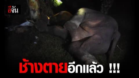 ไฟช็อตช้างเขาอ่างฤาไนตายตัวที่ 3 ในไร่มันสำปะหลัง