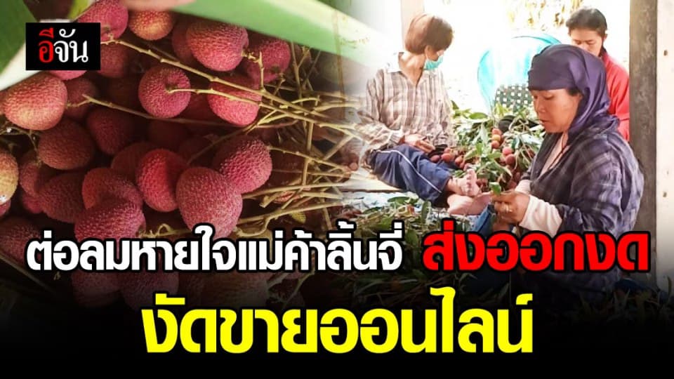 ลิ้นจี่ส่งออกงด งัดขายออนไลน์