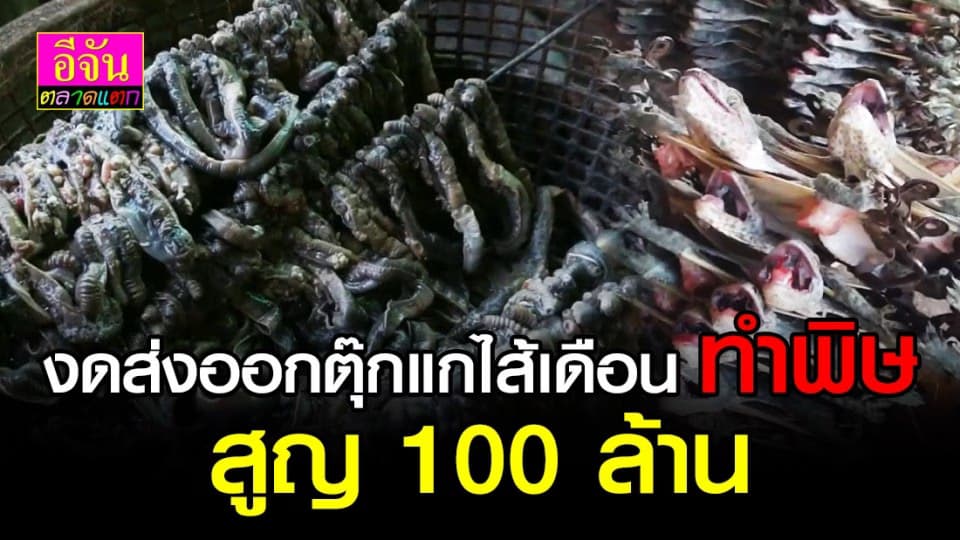 งดส่งออกตุ๊กแก-ไส้เดือน ทำพิษ สูญ 100 ล้าน