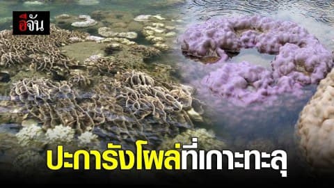 น้ำทะเลลดในรอบ 20 ปี ปะการังโผล่ที่เกาะทะลุ