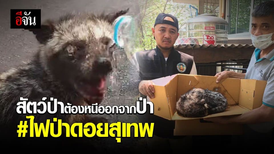 อีเห็นถูกไฟป่าไหม้หน้าบาดเจ็บ คนเผาสำนึกบ้างไหม?